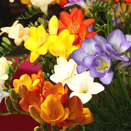 Freesias - Grappe de fleurs en trompette, très parfumée